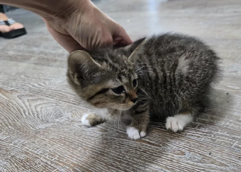 A baby small-sized male Domestic Short Hair cat named Moose for adoption in Dickson, TN