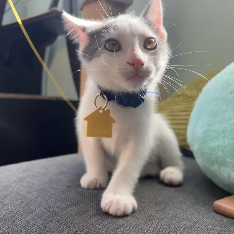 A baby small-sized male Gray / Blue / Silver Domestic Short Hair cat named Swedish Meatball for adoption in Springfield, MA