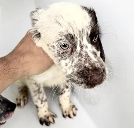 A baby small-sized male Australian Cattle Dog / Blue Heeler dog named Taco for adoption in Houston, TX