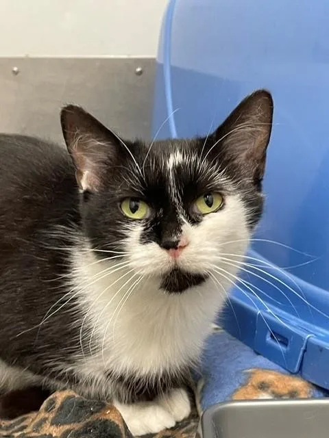 An adult medium-sized female Domestic Short Hair cat named Princess for adoption in Hayward, WI