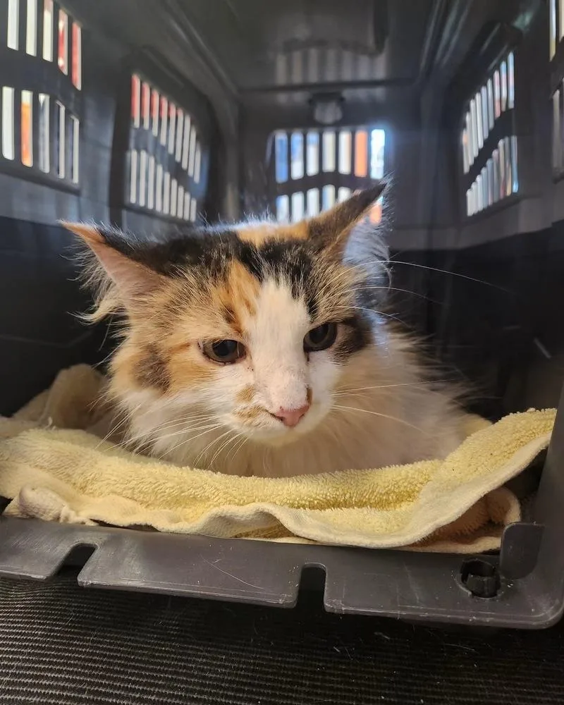 An adult medium-sized female Domestic Long Hair cat named Evion for adoption in Evansville, IN