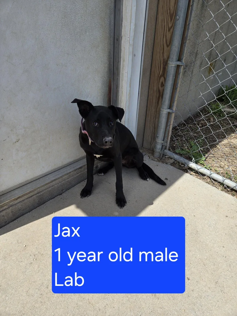 Jax