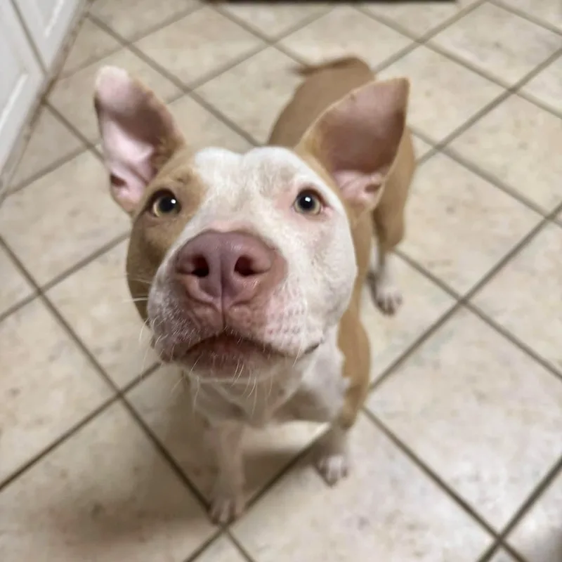 An adult medium-sized female Yellow / Tan / Blond / Fawn Pit Bull Terrier dog named Daisy for adoption in Montgomery, AL