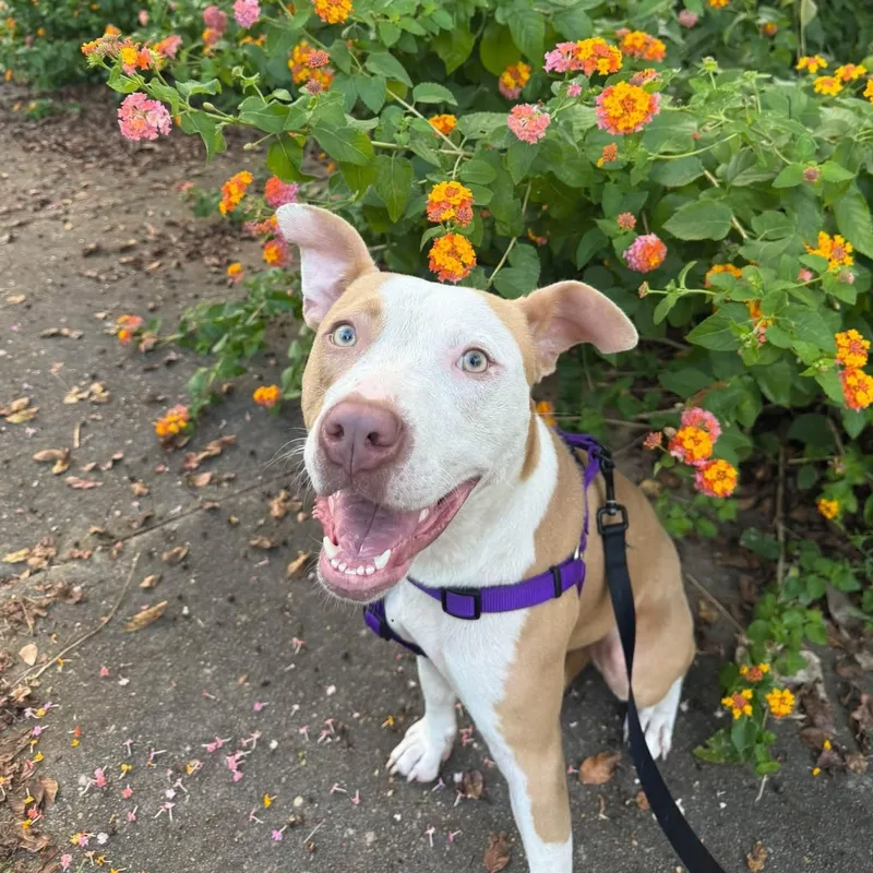 Daisy thumbnail 5