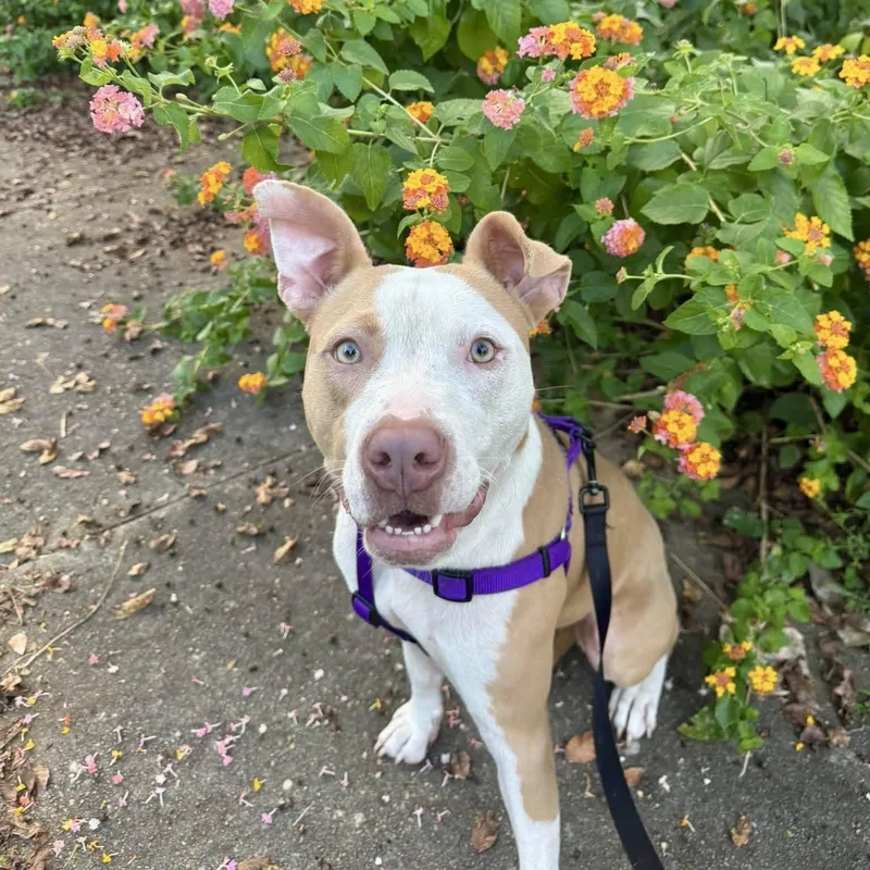 Daisy thumbnail 6