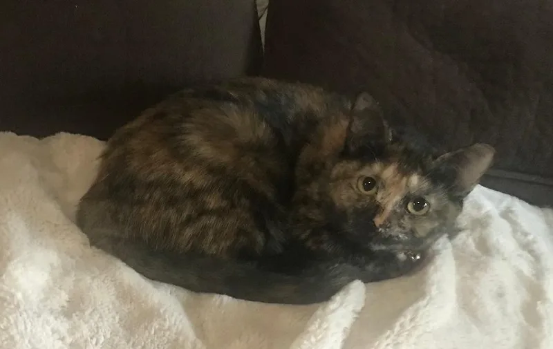 An adult medium-sized female Tortoiseshell Domestic Short Hair cat named Ambrosia for adoption in Dallas, TX
