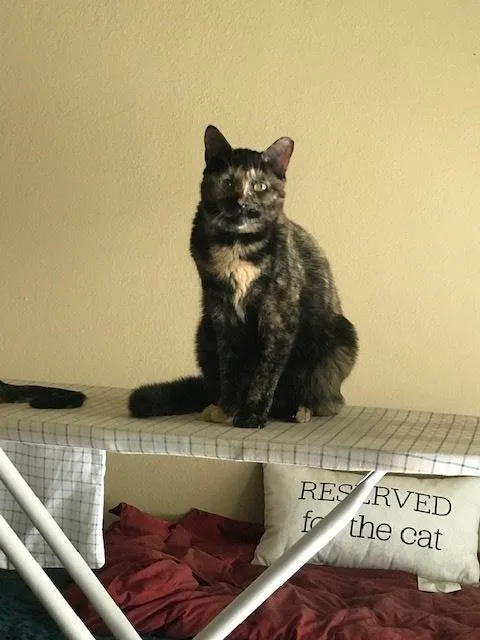 Ambrosia thumbnail 2