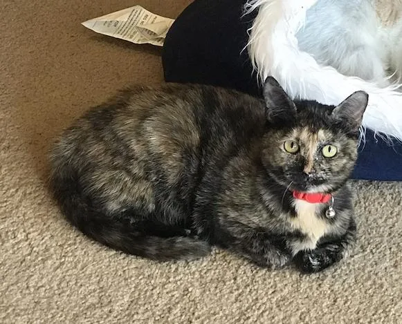 Ambrosia thumbnail 3