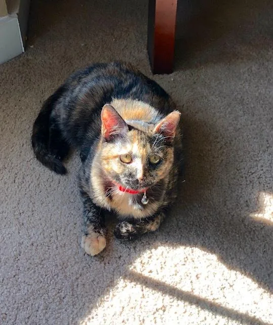 Ambrosia thumbnail 4