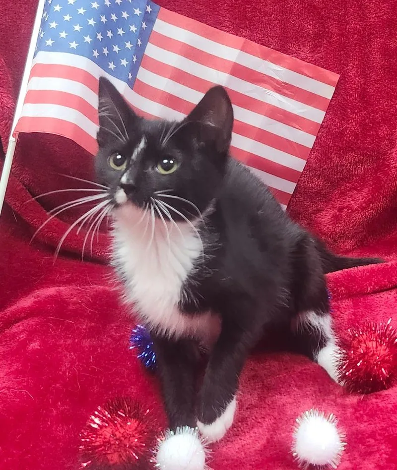 A baby small-sized female Domestic Medium Hair cat named Squeegee for adoption in Little Rock, AR