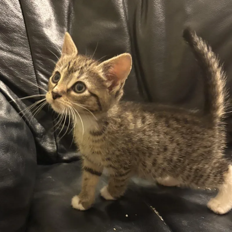 A baby small-sized female Gray / Blue / Silver Domestic Short Hair cat named Jade for adoption in Germantown, MD