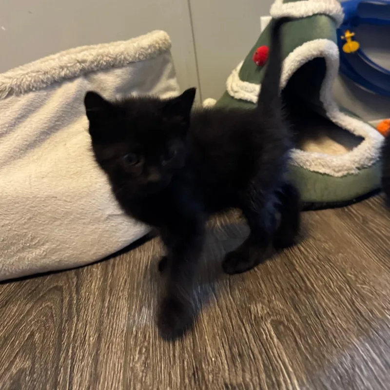 A baby small-sized male Black Domestic Short Hair cat named Cadbury for adoption in Overland Park, KS