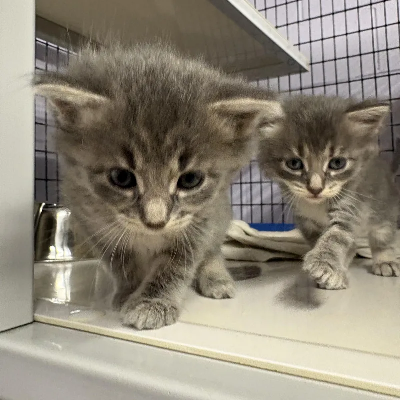 A baby medium-sized female Gray & White Domestic Short Hair cat named Ash for adoption in Monticello, GA