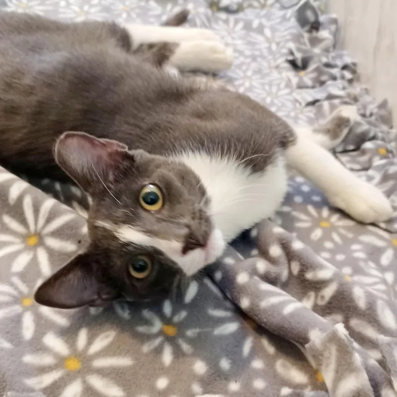A baby medium-sized male Gray / Blue / Silver Domestic Short Hair cat named Finn for adoption in Jupiter, FL
