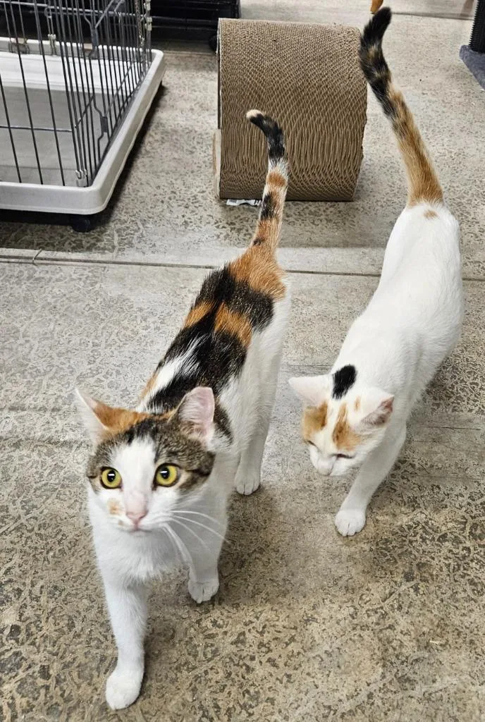 A young medium-sized female Calico cat named Celeste for adoption in Manchester, TN