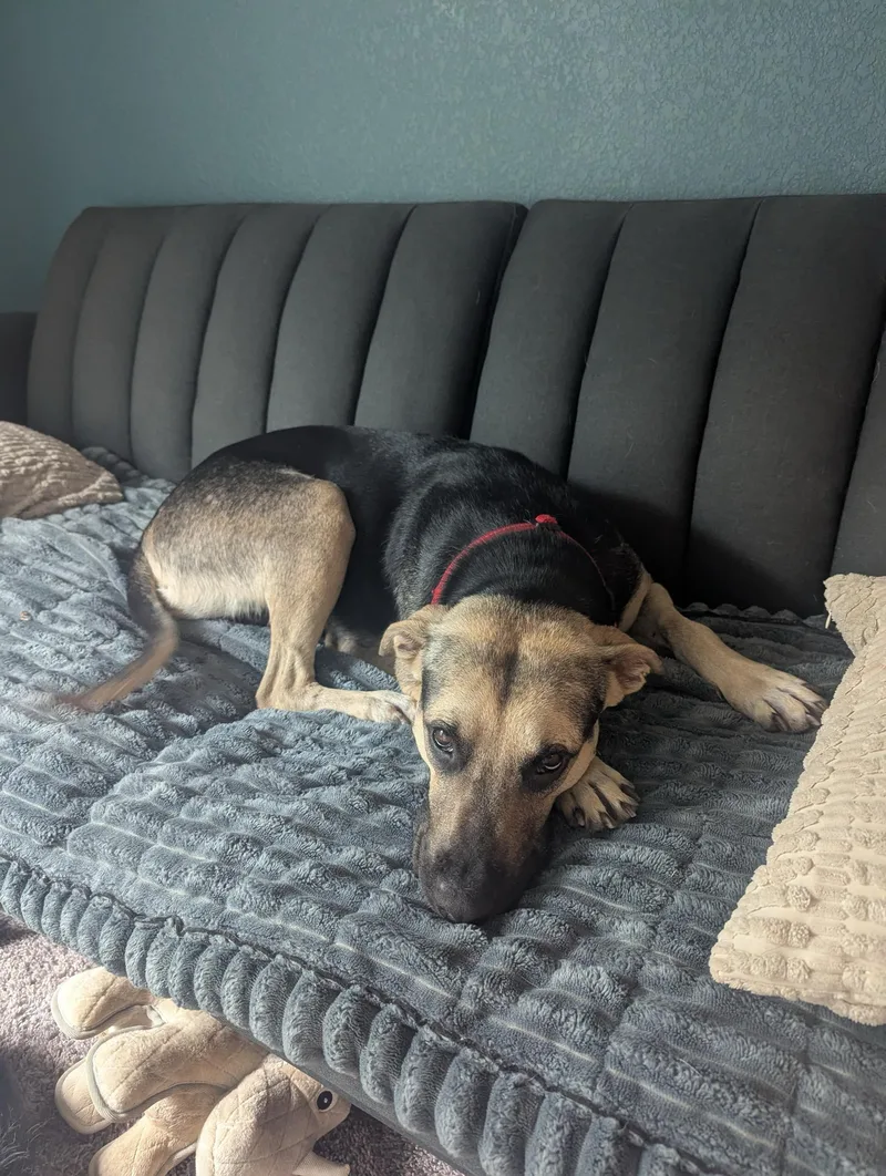 Magnolia thumbnail 2