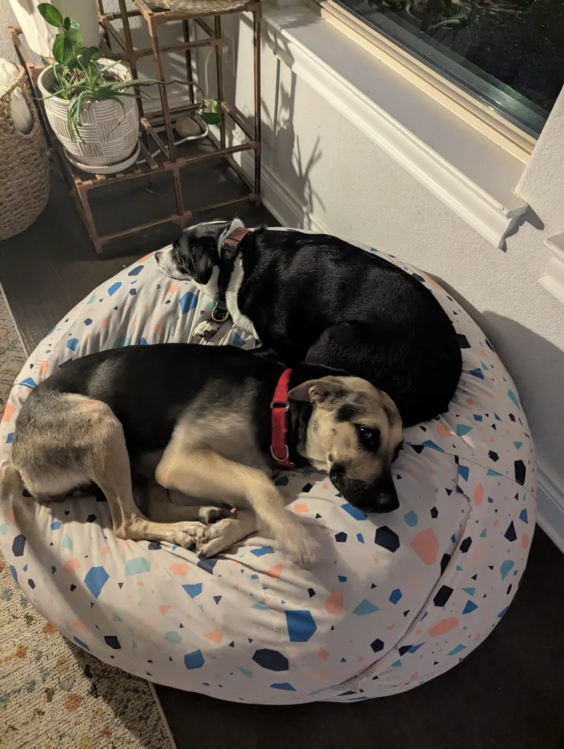 Magnolia thumbnail 3