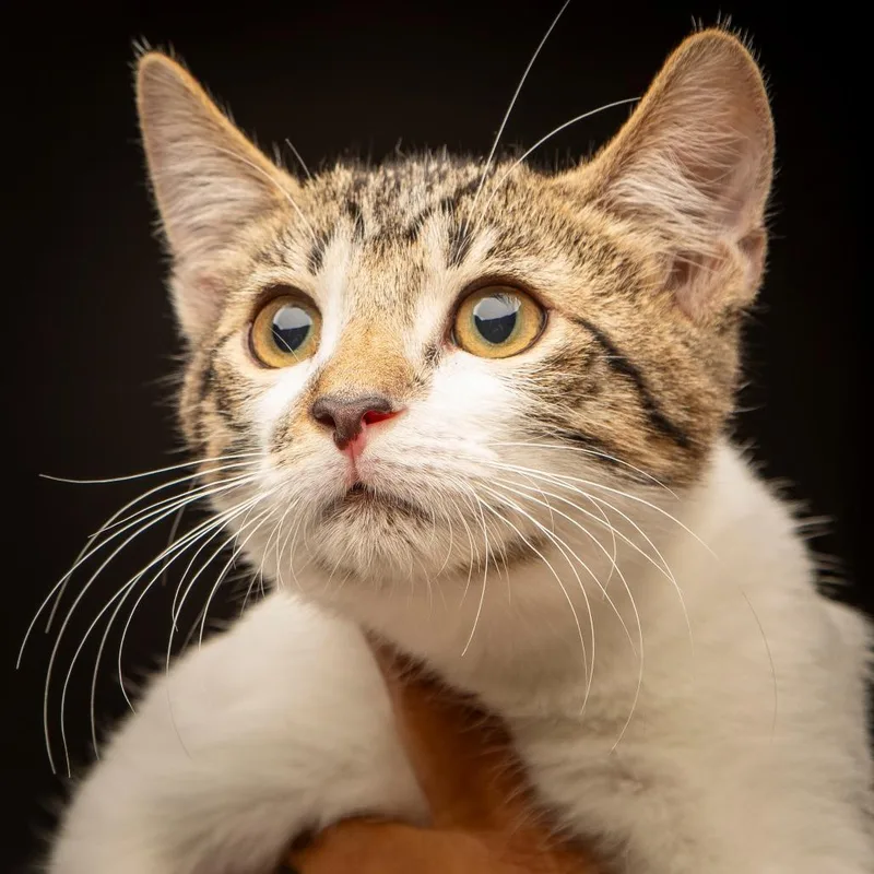 A baby small-sized male Brown / Chocolate Domestic Short Hair cat named Kristoff for adoption in Hamburg, NY