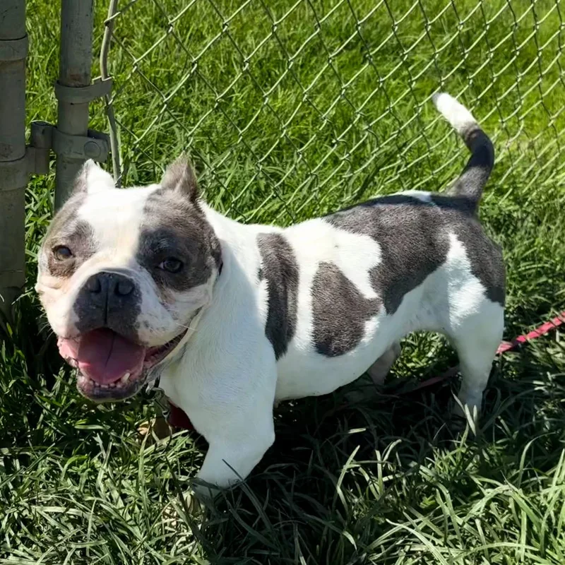 An adult medium-sized female White / Cream English Bulldog dog named Bonnie for adoption in San Jacinto, CA