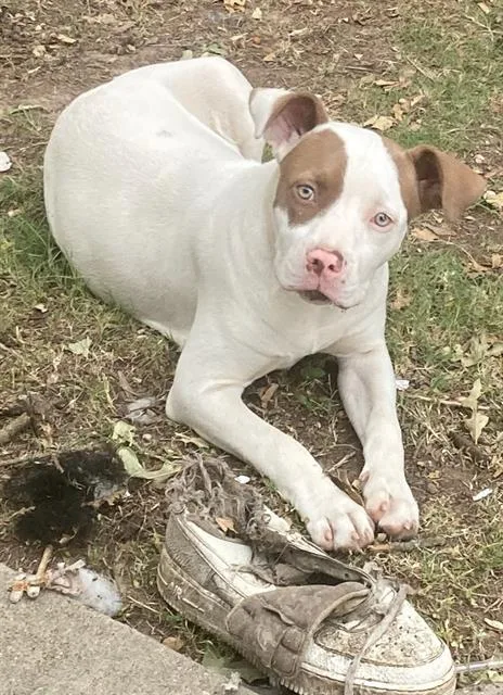 A young medium-sized female Pit Bull Terrier dog named Nova for adoption in Dallas, TX