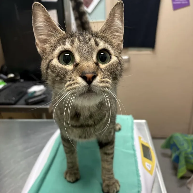 An adult large-sized female Brown / Chocolate Domestic Short Hair cat named Tulip for adoption in Tacoma, WA