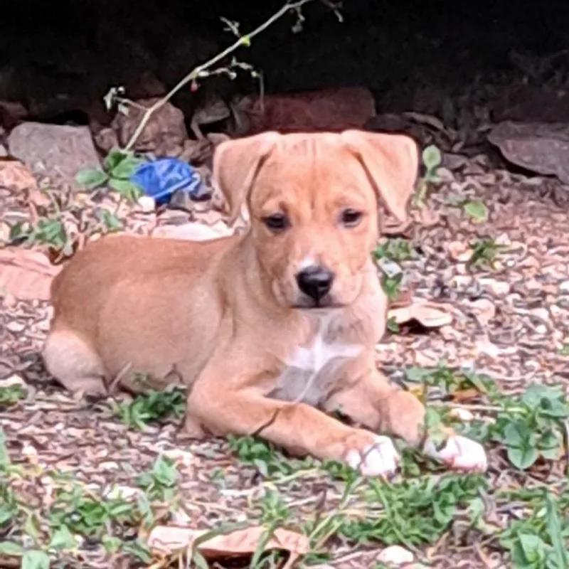 A baby medium-sized male Yellow / Tan / Blond / Fawn Mixed Breed dog named Marley for adoption in Frederiksted, VI