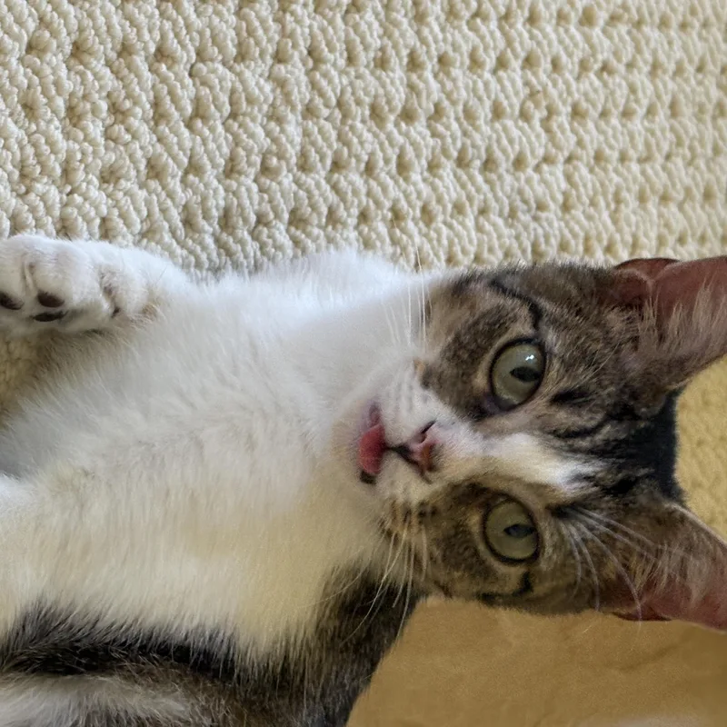 Lucy thumbnail 3