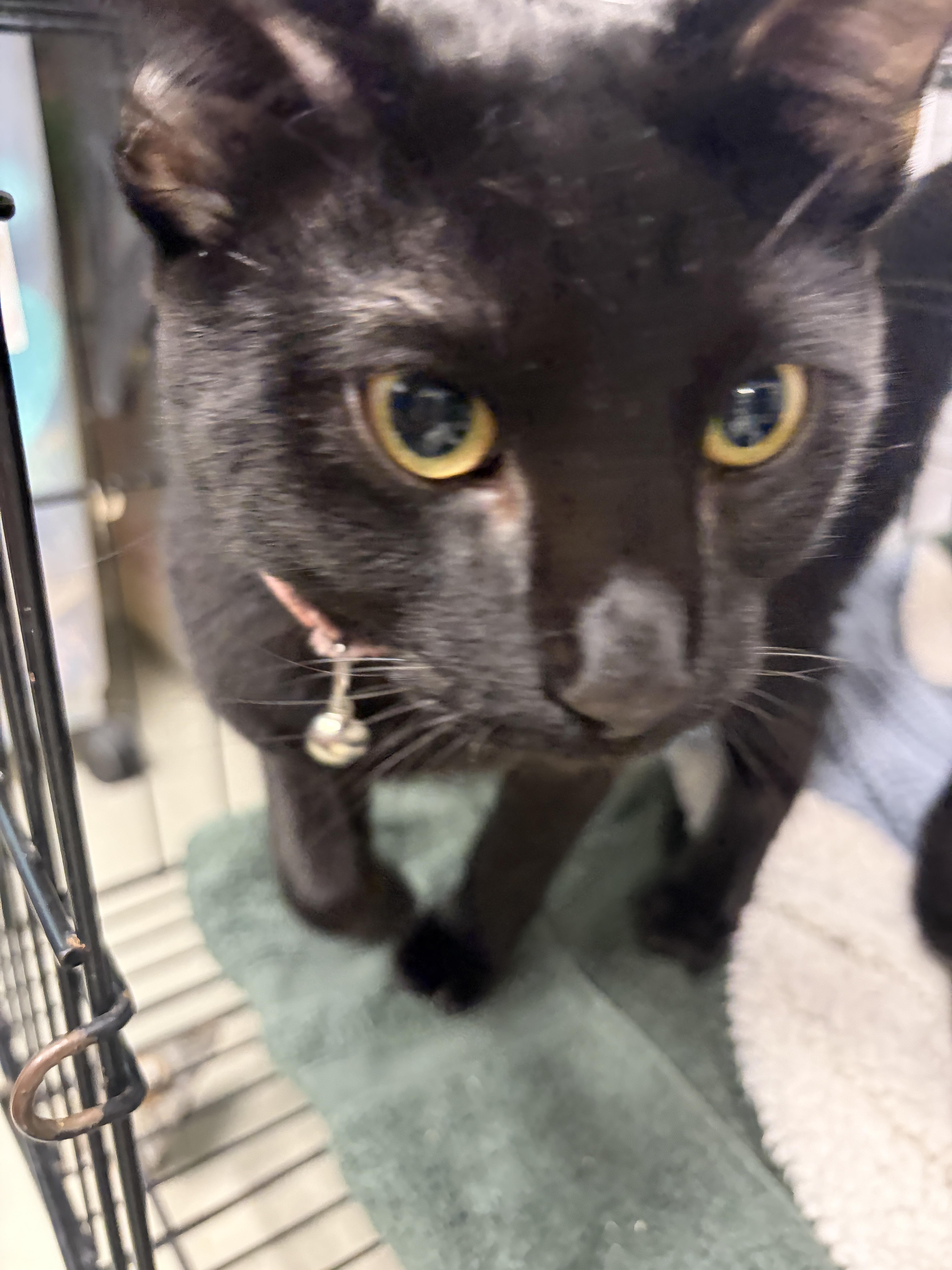 A young medium-sized male Black Domestic Short Hair cat named Gambit for adoption in Plano, TX