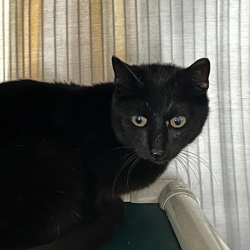 An adult small-sized female Black Domestic Short Hair cat named Rowan for adoption in Harrisville, WV