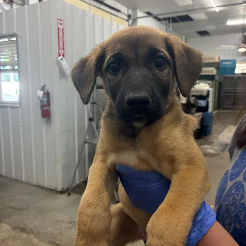 A baby small-sized female Mixed Breed dog named Zaria for adoption in Corbin, KY