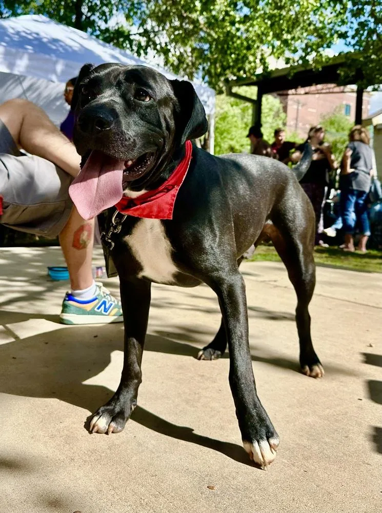 A young large-sized male Black Pit Bull Terrier dog named St. John for adoption in Shawnee, OK