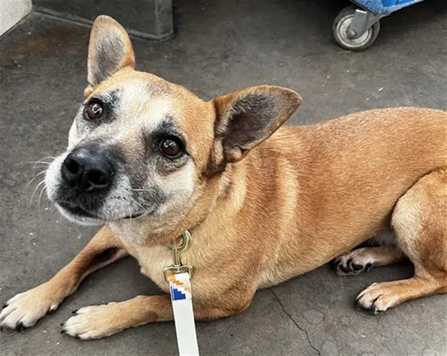 An adult small-sized female German Shepherd Dog dog named Lucy for adoption in Dallas, TX