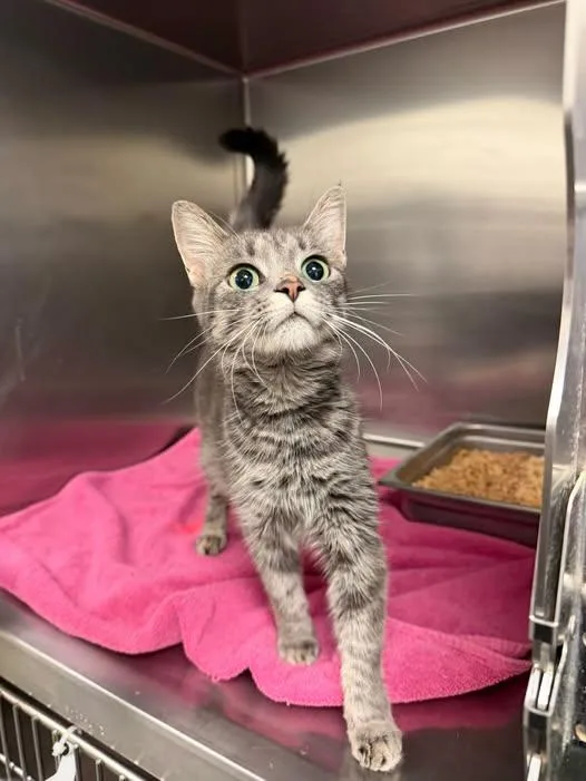 A young medium-sized female Domestic Short Hair cat named Katz for adoption in Amherst, VA