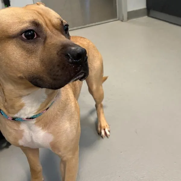 A young large-sized male Terrier dog named Peanut for adoption in Des Moines, IA