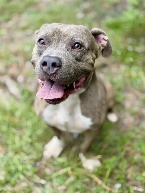 An adult medium-sized male Mixed Breed dog named Andy for adoption in Fort Walton Beach, FL
