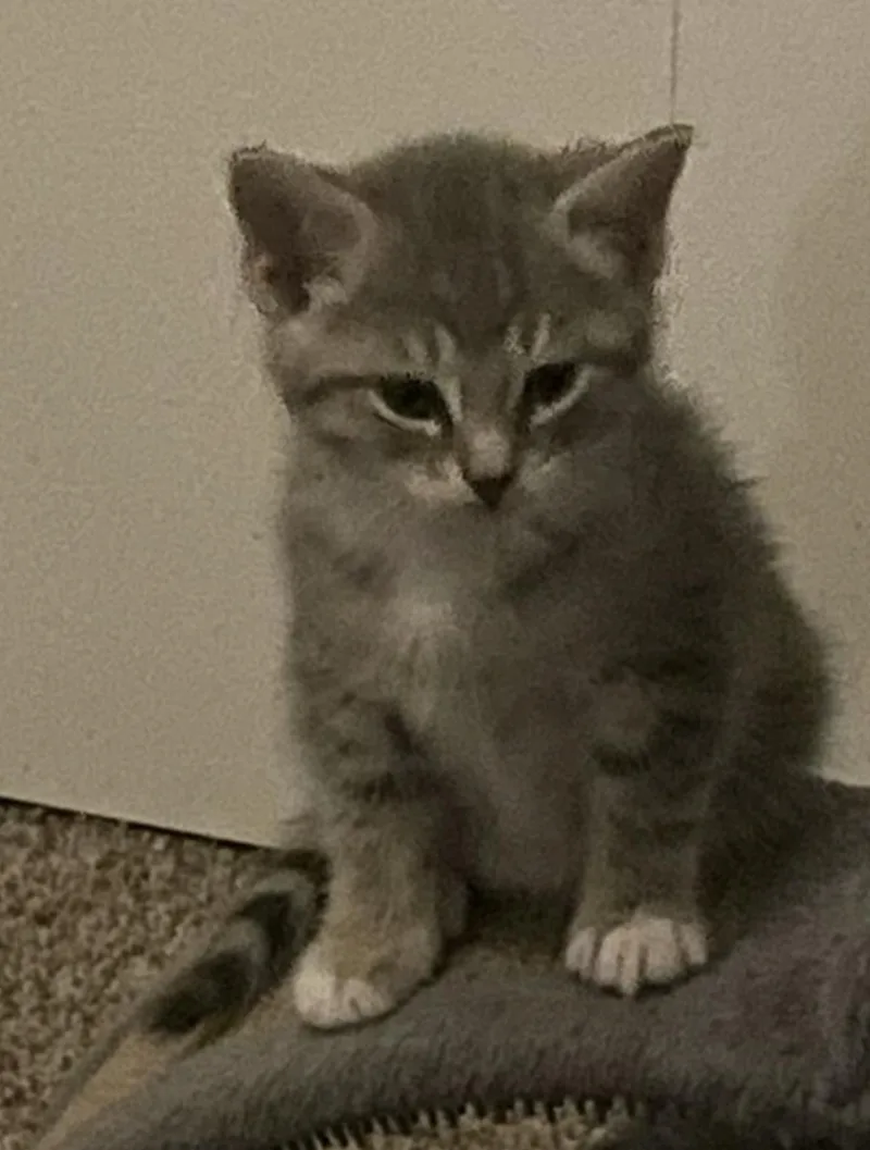 A baby small-sized female Domestic Short Hair cat named Gamora for adoption in Lockport, IL