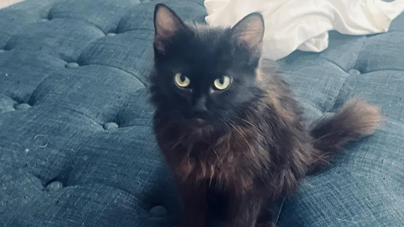 A baby medium-sized female Bombay cat named Sable for adoption in Magnolia Springs, AL