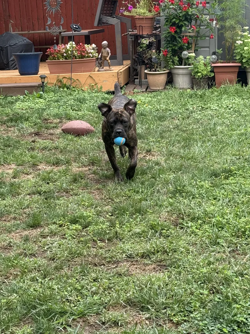 A young large-sized female Pit Bull Terrier dog named Harper for adoption in Philadelphia, PA