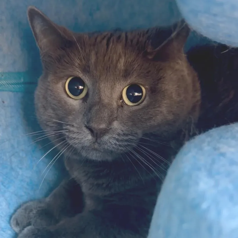 An adult large-sized female Gray / Blue / Silver Domestic Long Hair cat named Kimmy for adoption in Houston, TX
