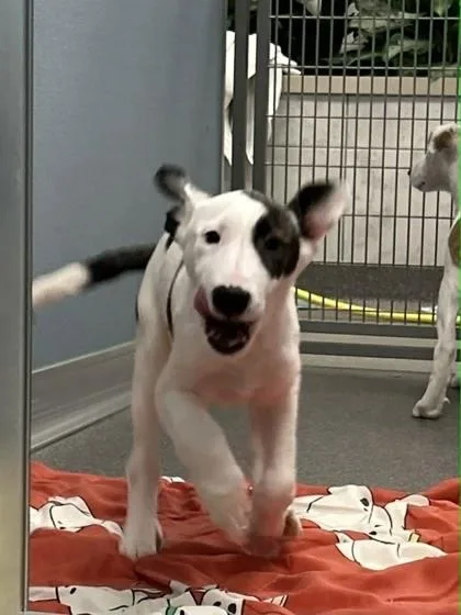 A baby large-sized female Mixed Breed dog named Snow White for adoption in Munster, IN