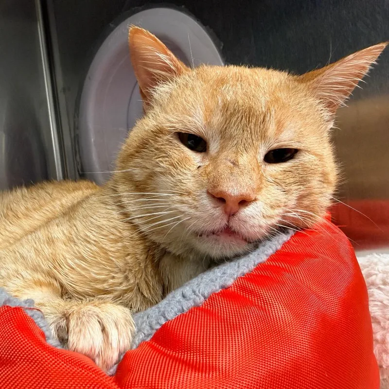 A senior large-sized male Orange / Red Domestic Short Hair cat named Cream for adoption in New York, NY