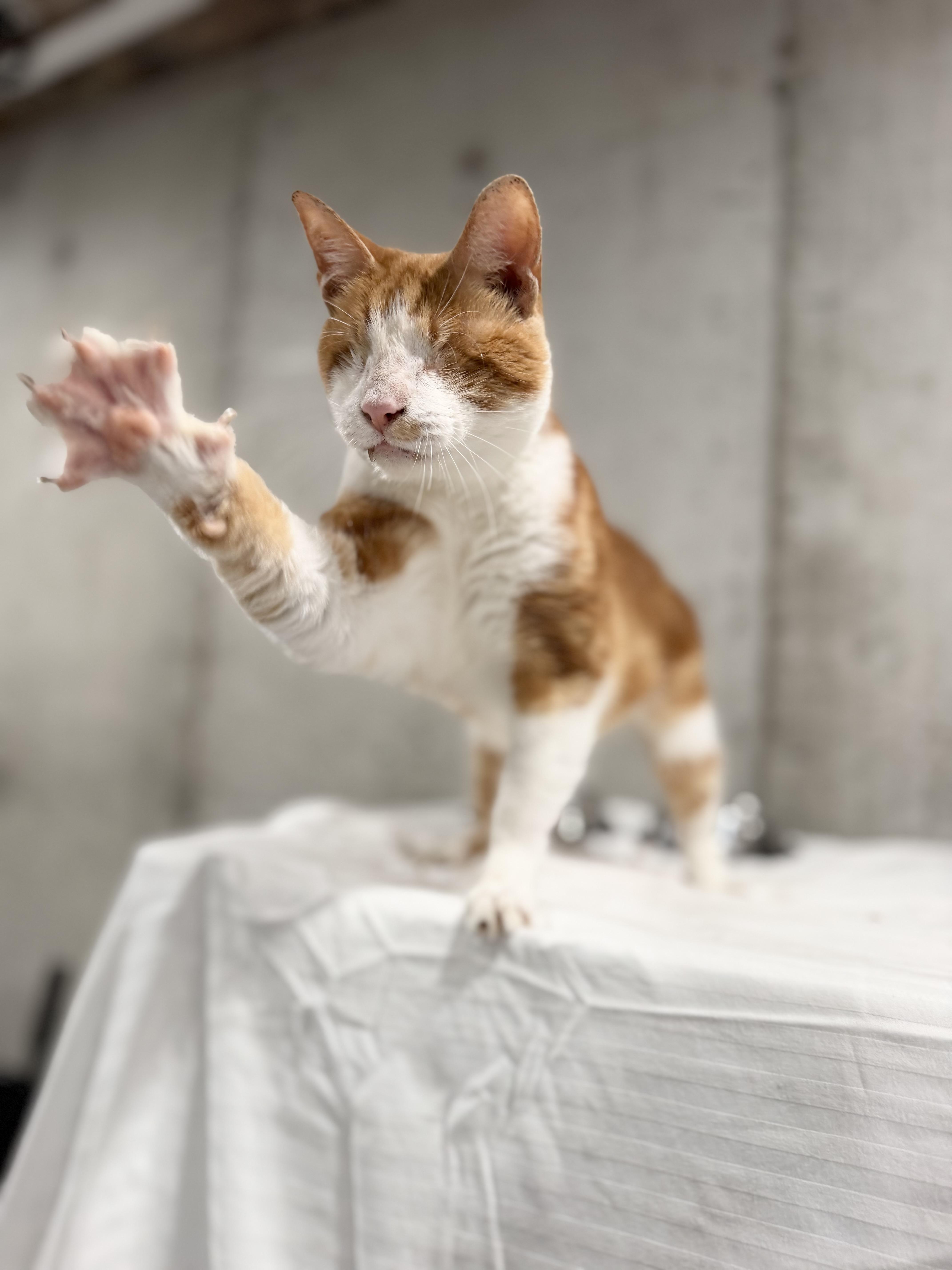 An adult medium-sized male American Bobtail cat named Han for adoption in Kennebunk , ME