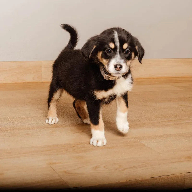 A baby medium-sized female Black Australian Shepherd dog named Roo D for adoption in Minnetonka, MN