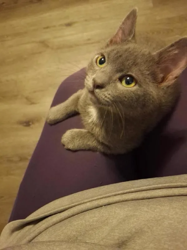 A baby small-sized male Domestic Short Hair cat named Moe for adoption in Salt Lake City, UT