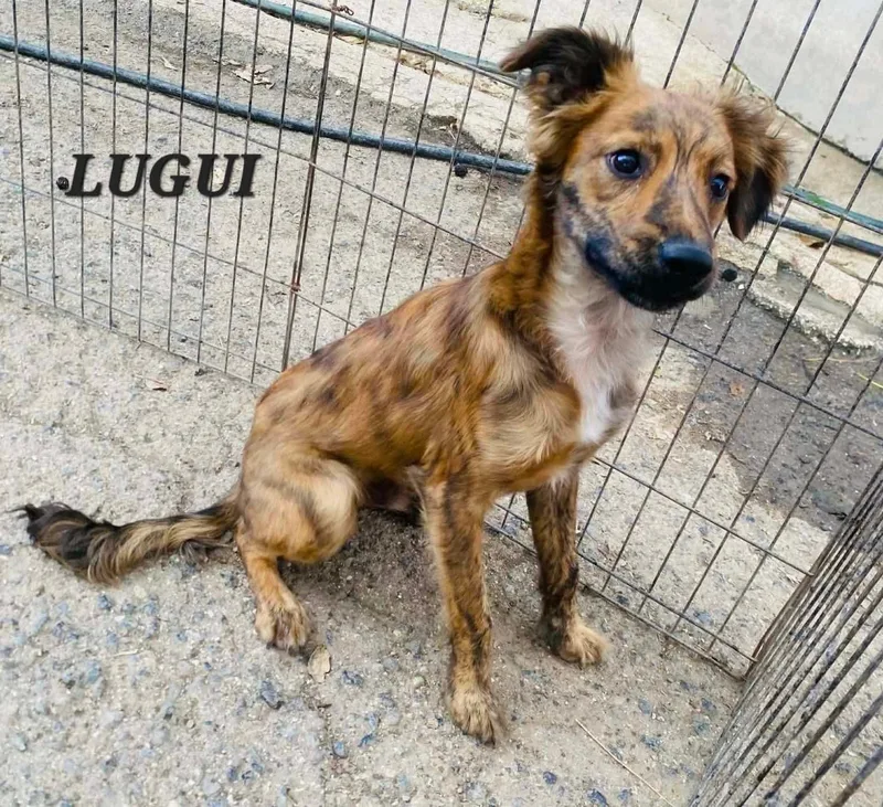 A young small-sized male Brindle Terrier dog named Luigi for adoption in Milford, NH