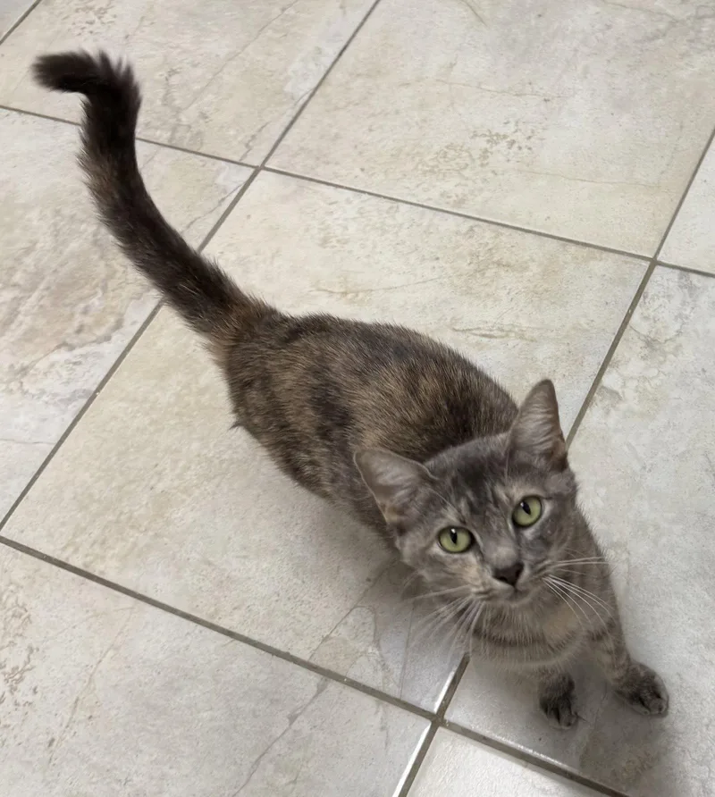 An adult medium-sized female Domestic Short Hair cat named Dart for adoption in Satellite Beach, FL
