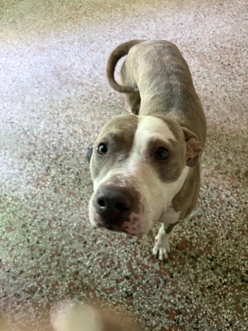 An adult medium-sized female Labrador Retriever dog named Rosetta FH for adoption in Sanford, FL