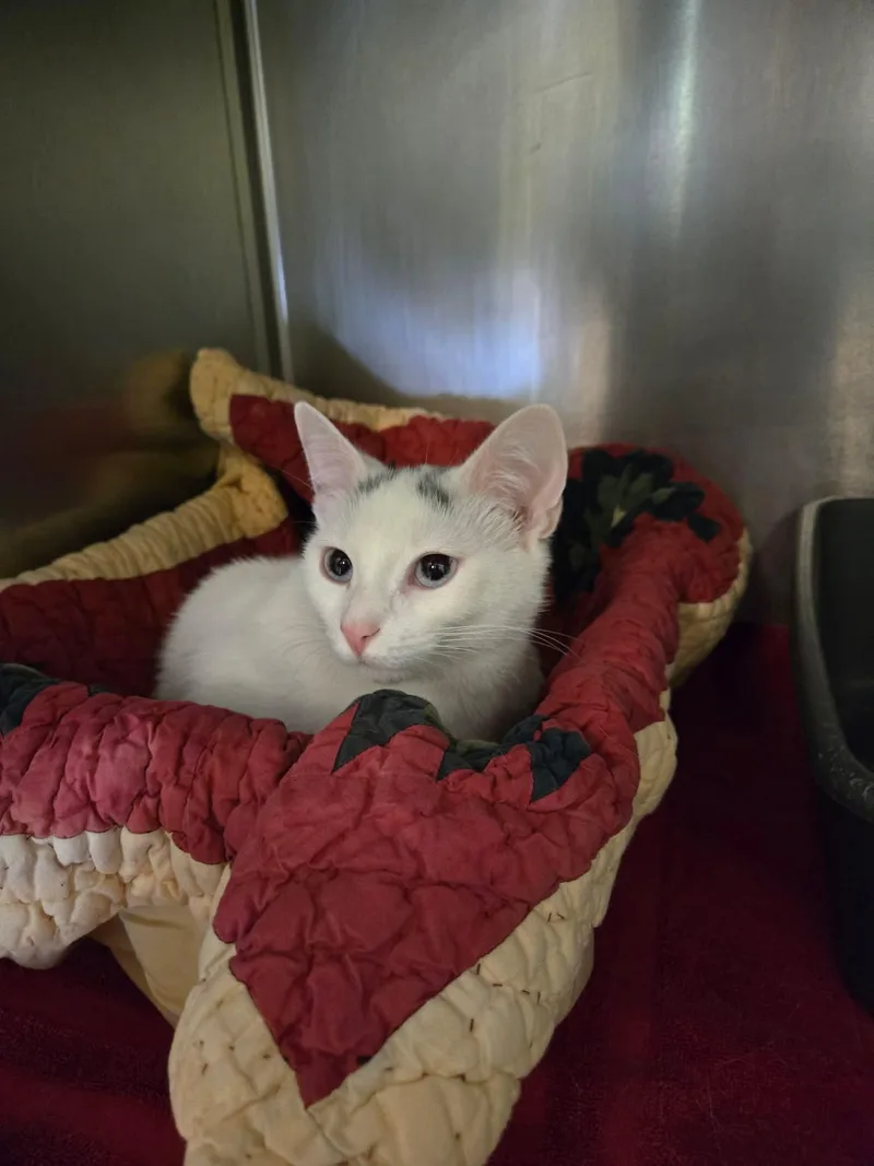 An adult small-sized female Gray & White Domestic Short Hair cat named Marbles for adoption in Paris, ME