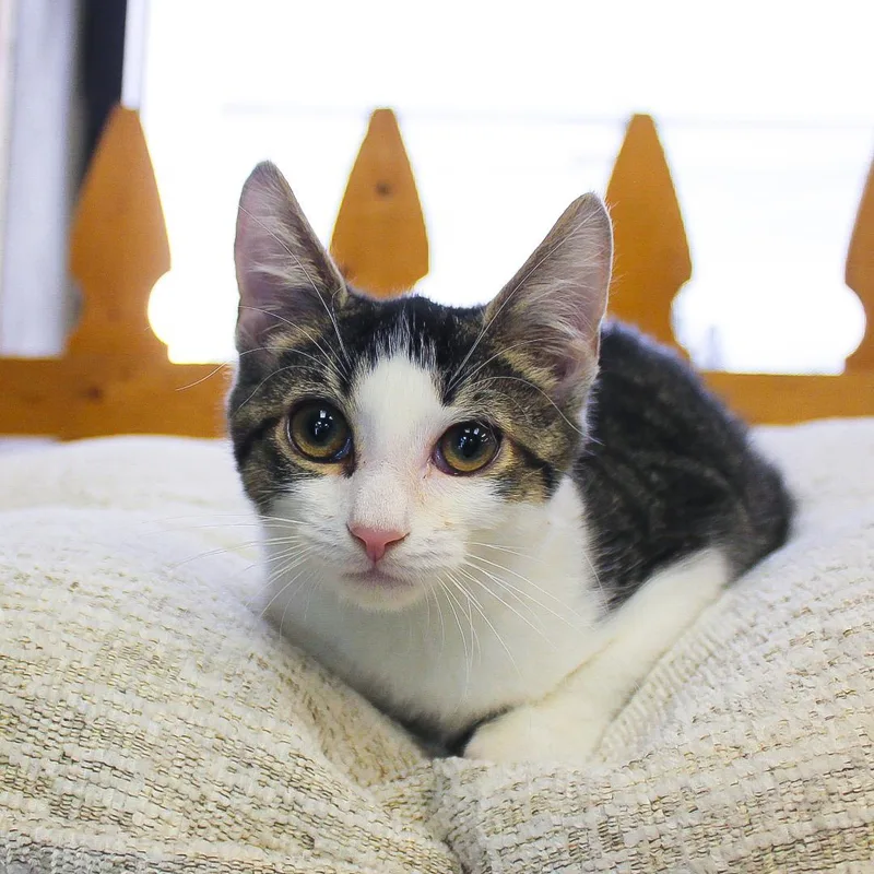 A baby medium-sized female Tabby (Gray / Blue / Silver) Domestic Short Hair cat named Torah for adoption in Wayne, NJ