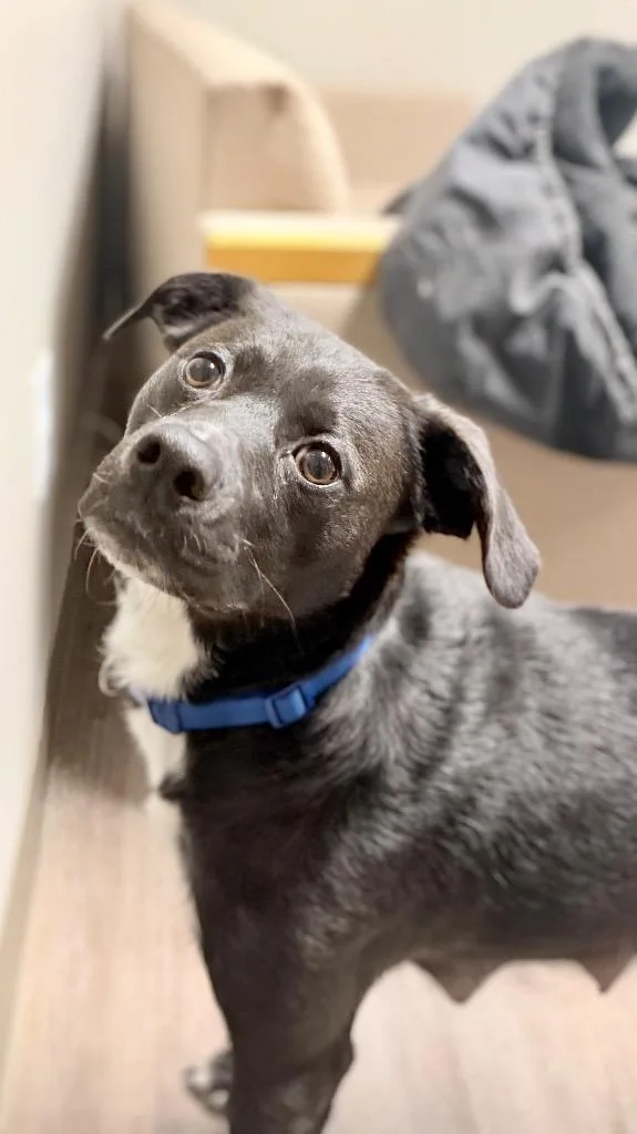 Marthamae thumbnail 3